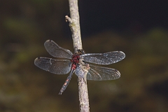 David Plant Photography - Wildlife Photography - White-faced darter - E